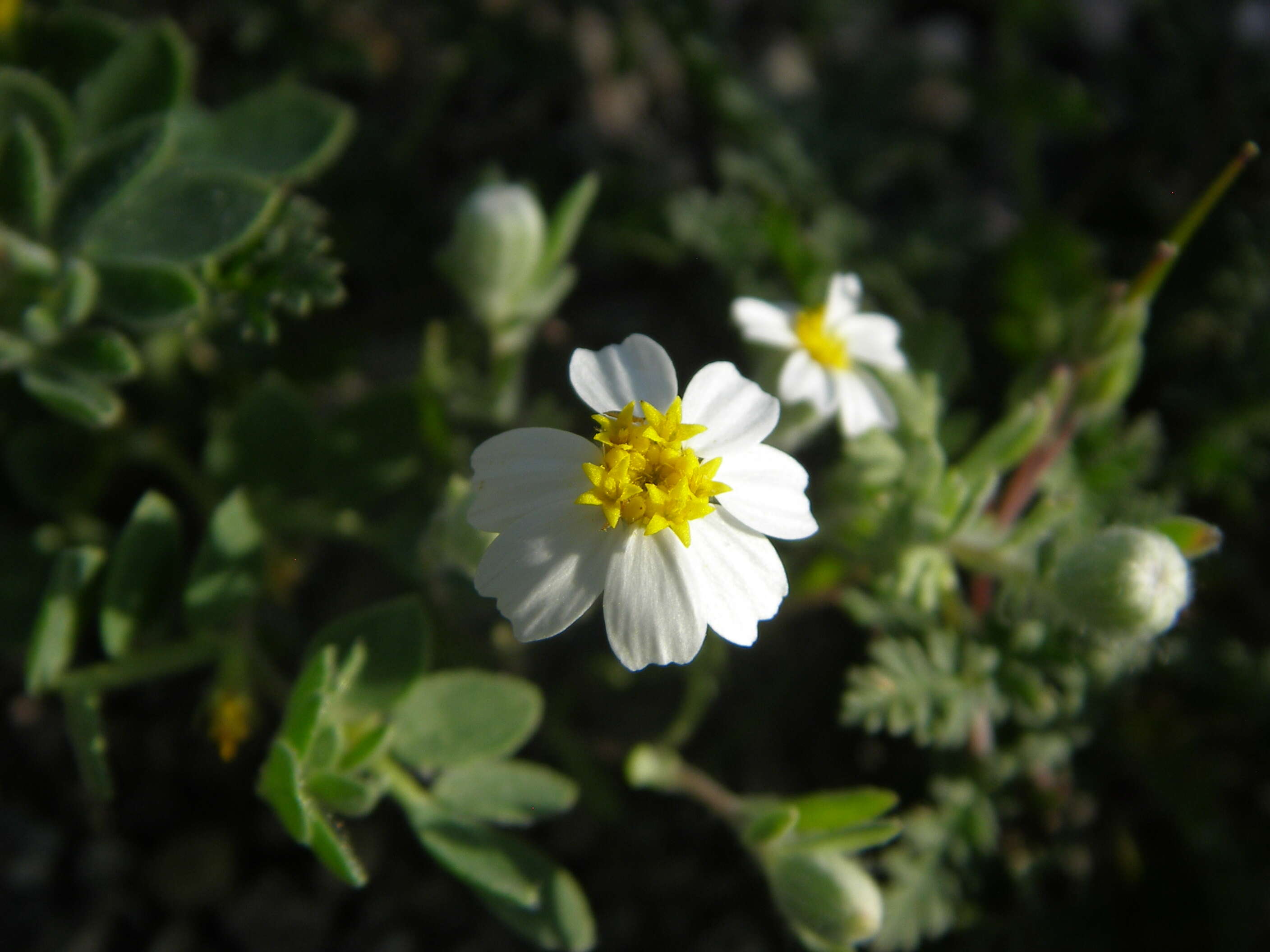 Eriophyllum resmi