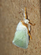 Image of slug caterpillar moths