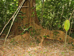 Image of Ficus osensis C. C. Berg