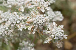 Image of Teucrium capitatum L.