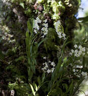 Earina autumnalis (G. Forst.) Hook. fil. resmi