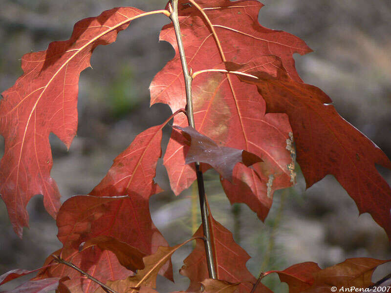 Image of Northern Red Oak