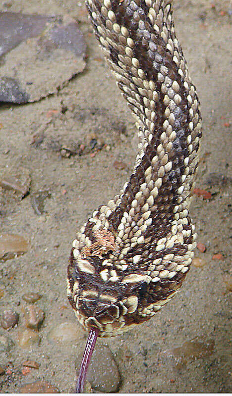 Image of Crotalus Linnaeus 1758