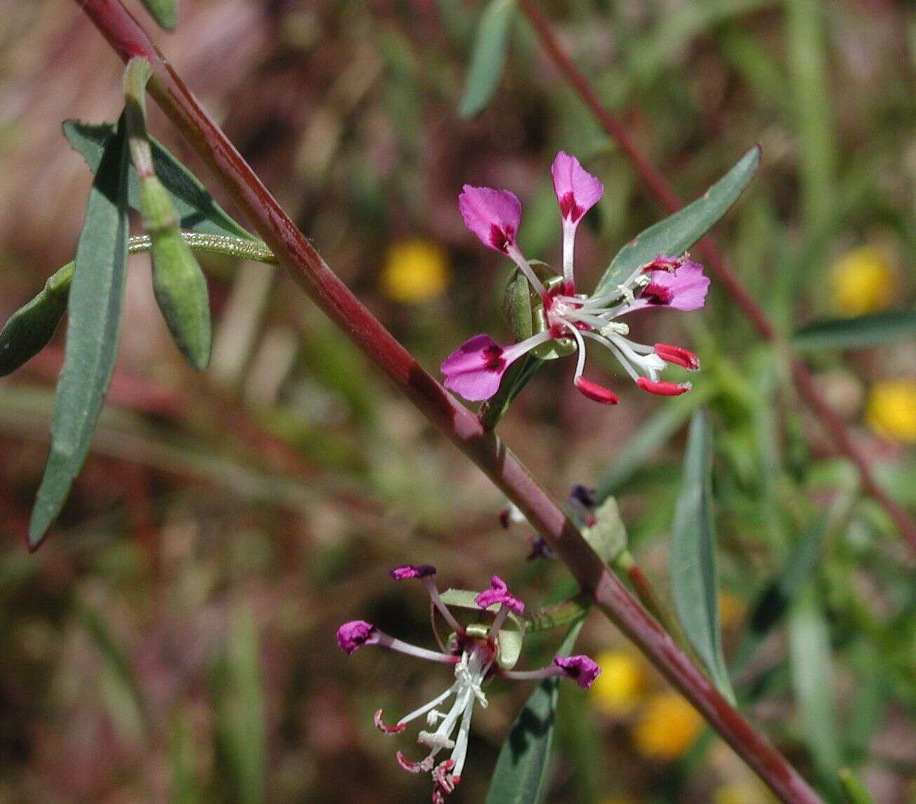 Image of Kern River clarkia