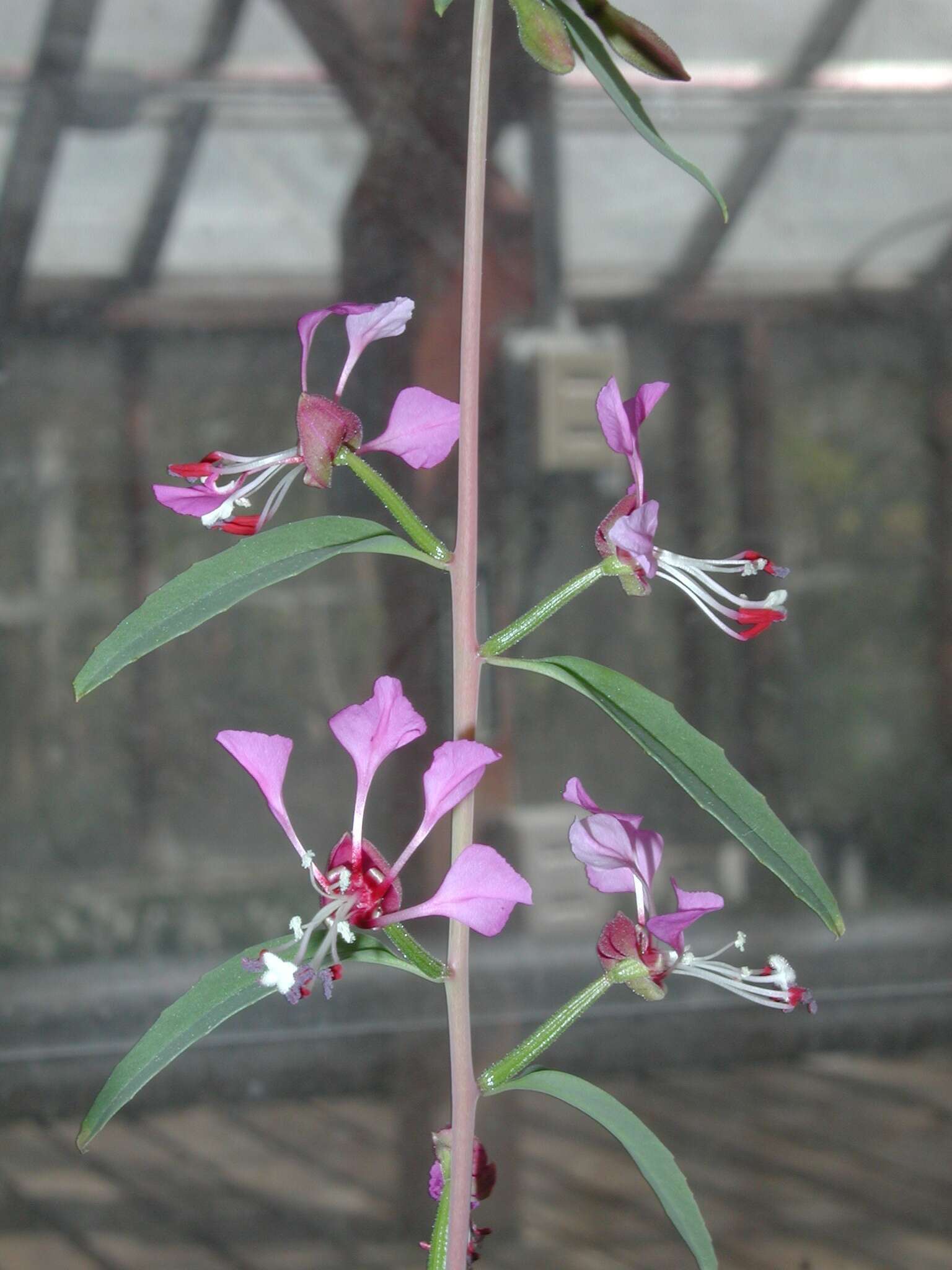 Image of Kern River clarkia