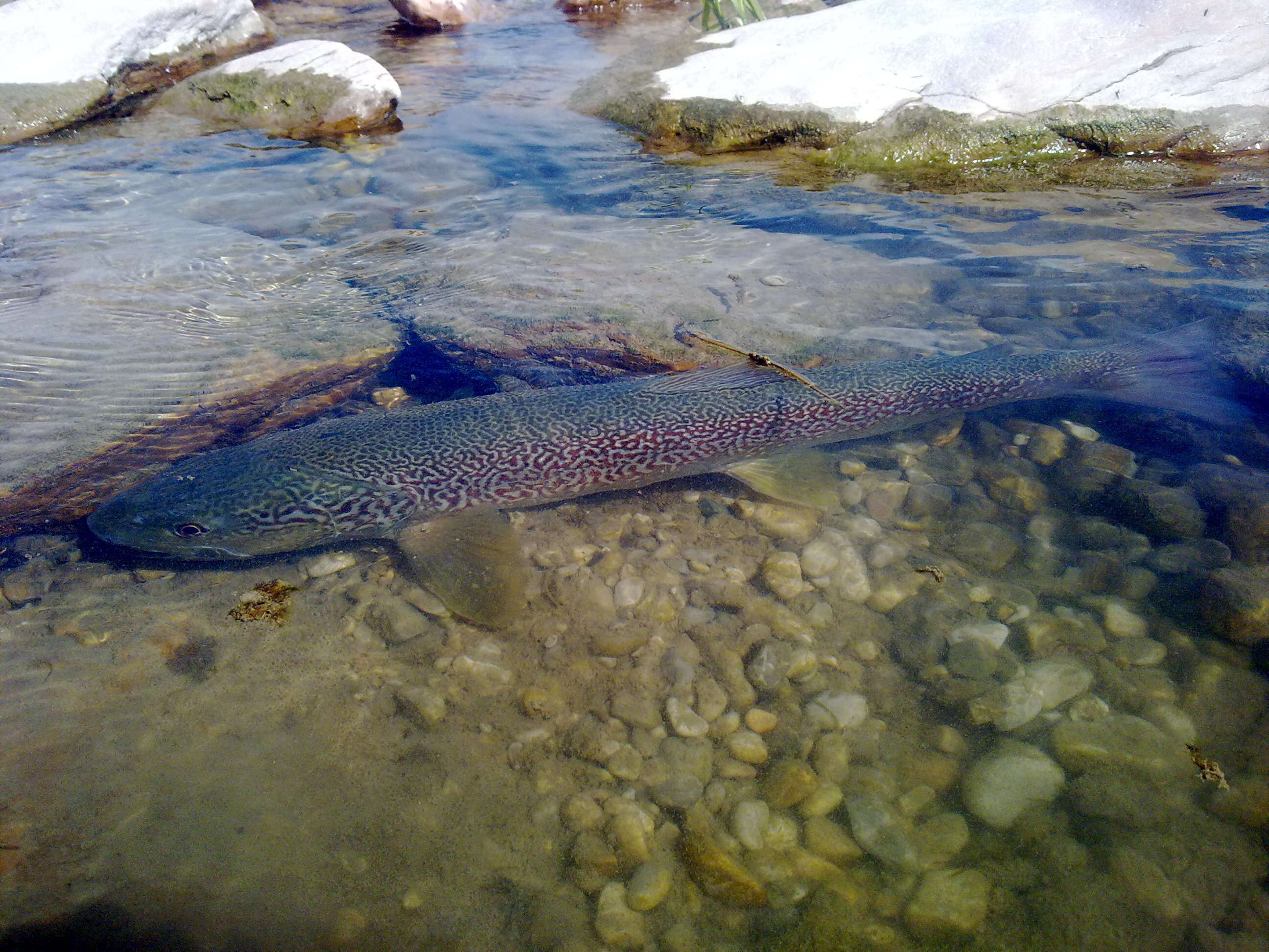 Image of Marbled trout