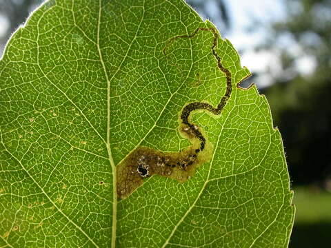 Image of Stigmella trimaculella (Haworth 1828) Fletcher et al. 1945