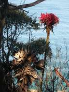 Doryanthes excelsa Corrêa resmi