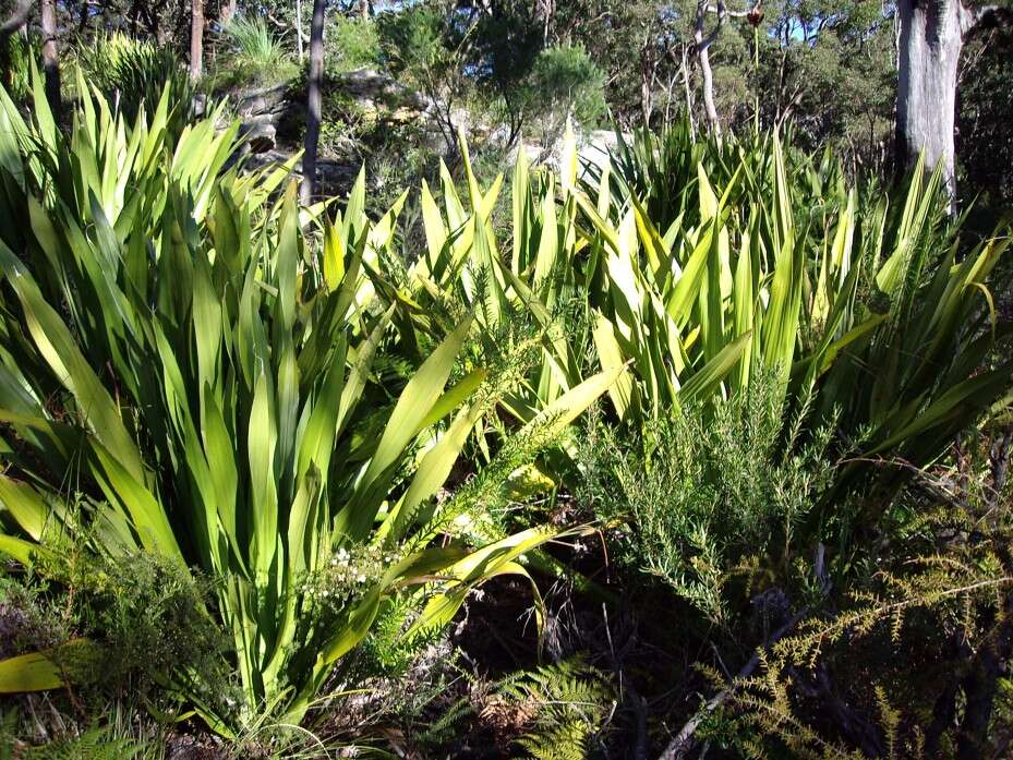 Doryanthes excelsa Corrêa resmi