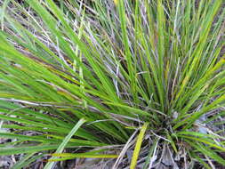 Image of Cordyline pumilio Hook. fil.