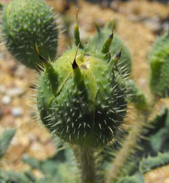 Imagem de Argemone corymbosa Greene