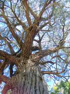 Image of blue-leaf stringybark