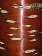 Image of Prunus serrula Franch.