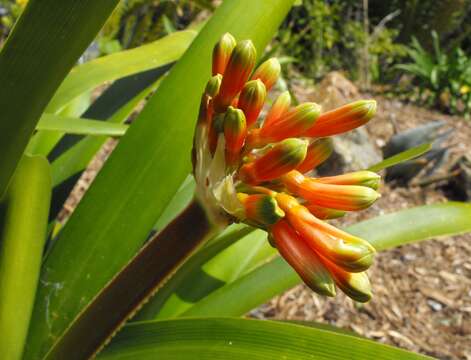 Image of Clivia nobilis Lindl.