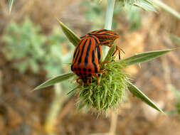 Image of <i>Graphosoma semipunctatum</i>