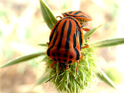 Image of <i>Graphosoma semipunctatum</i>