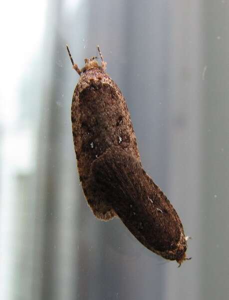 Image of Agonopterix heracliana Linnaeus 1758