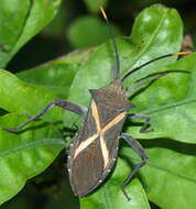 Image of Crusader bug
