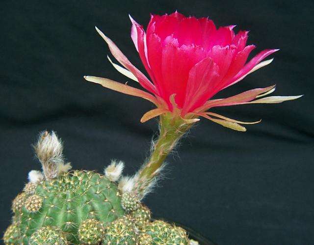 Image of Echinopsis arachnacantha (Buining & F. Ritter) H. Friedrich