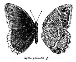 Image of Hipparchia parisatis Kollar 1849