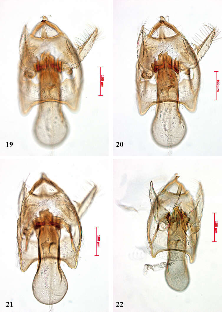 Image of Fomoria degeeri (van Nieukerken 2008) van Nieukerken et al. 2016