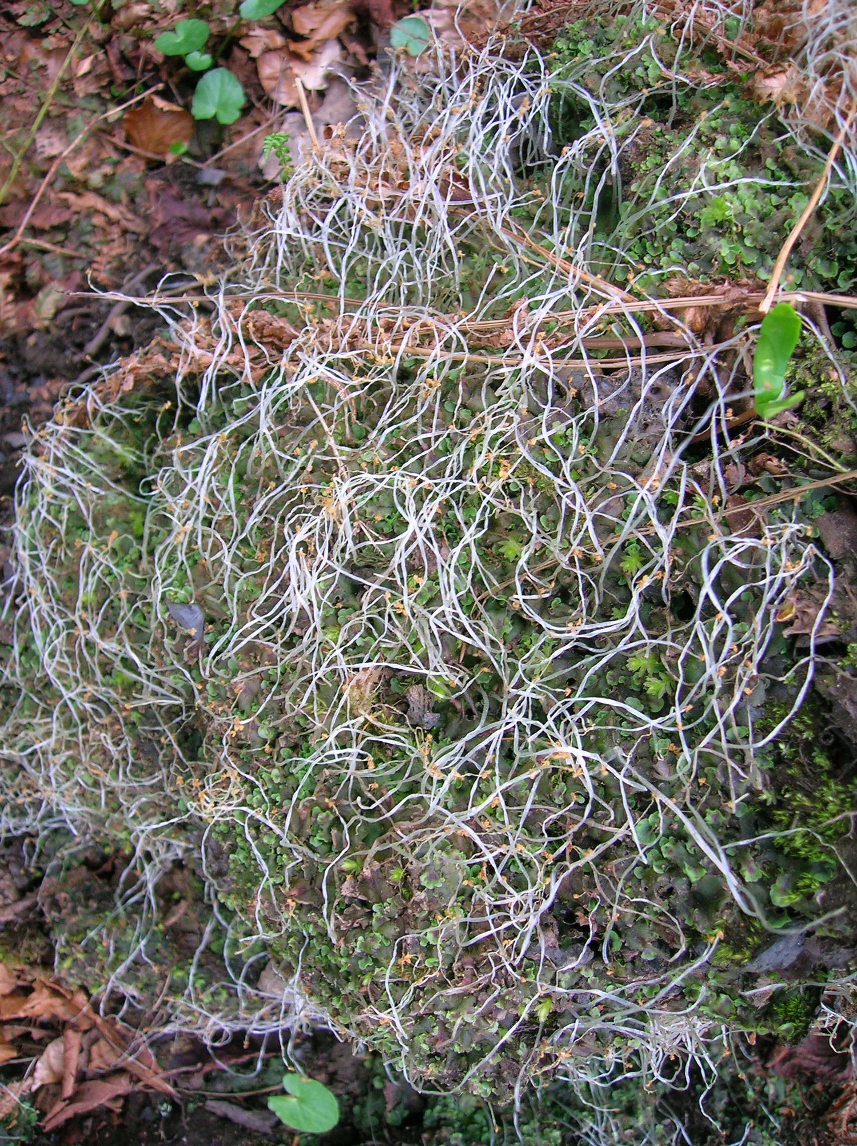 Image of overleaf pellia