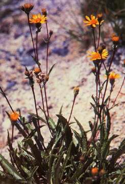 Imagem de Pyrrocoma lanceolata (Hook.) Greene