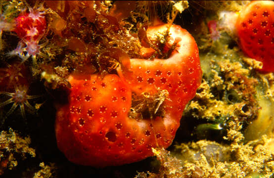 Imagem de Alcyonium coralloides (Pallas 1766)