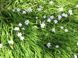 Image of Ipheion