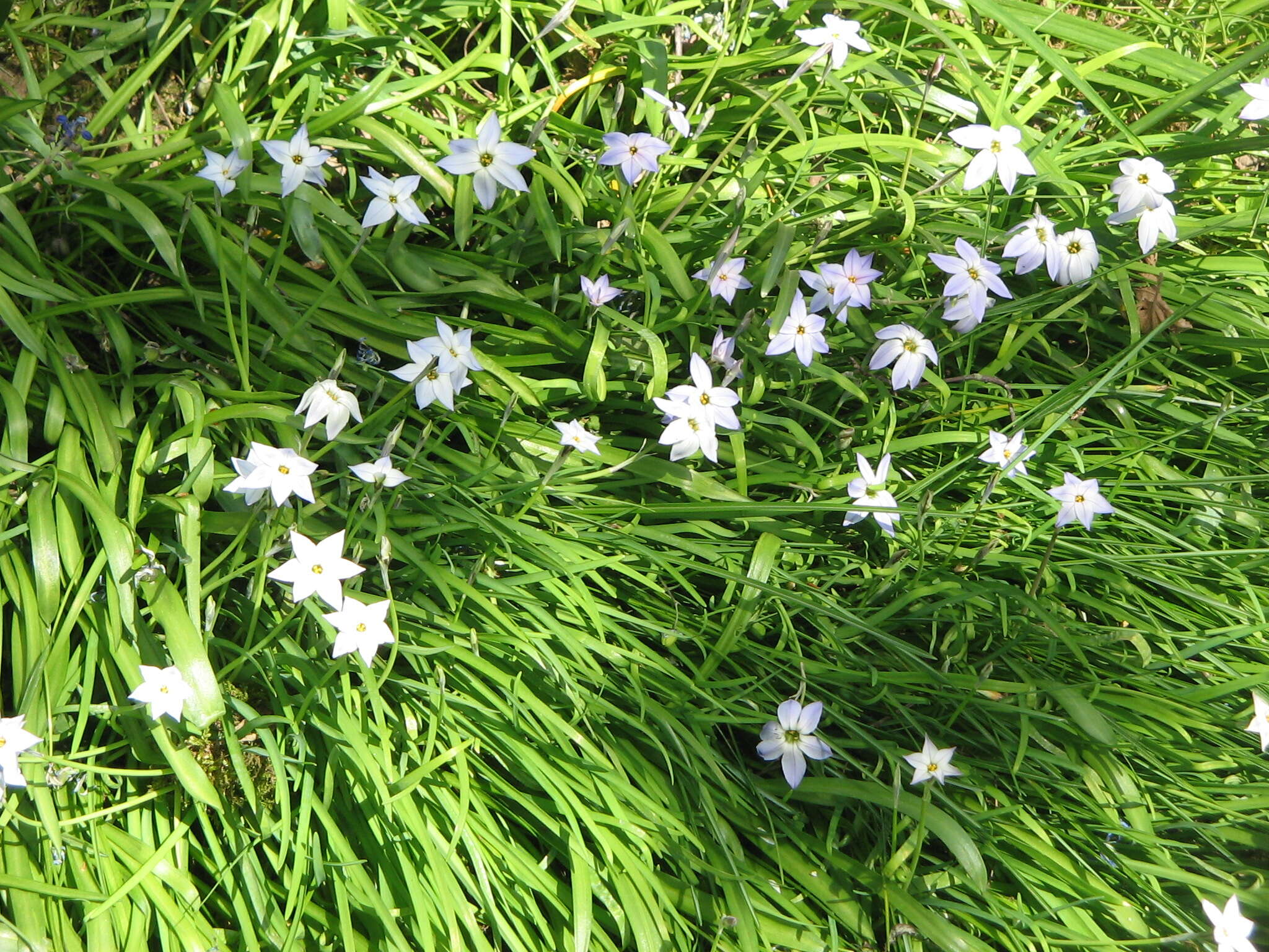 Image of Ipheion