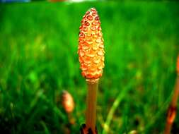 Image of field horsetail