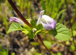 Image of San Diego thorn-mint