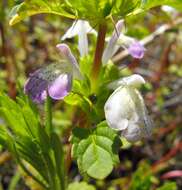 Image of San Diego thorn-mint