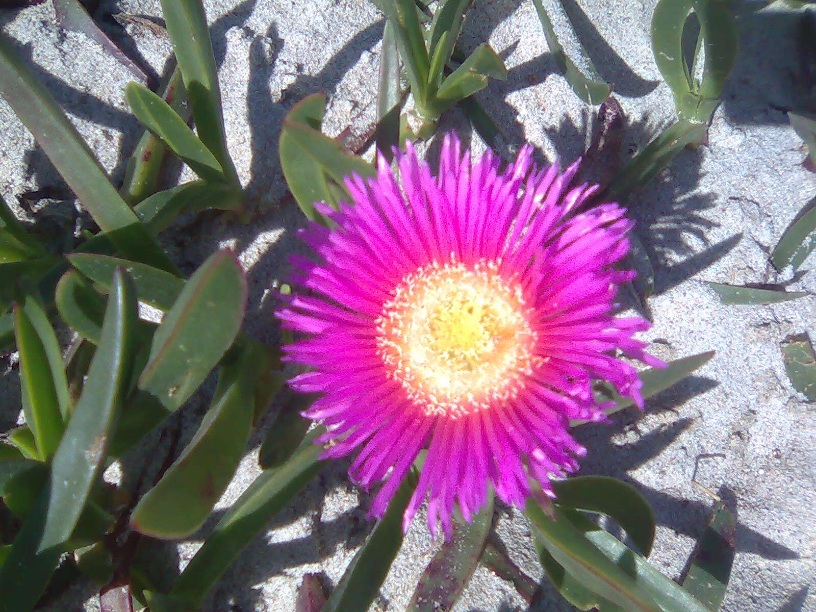 Imagem de Carpobrotus aequilaterus (Haw.) N. E. Br.