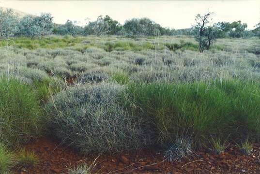 Image of hard spinifex