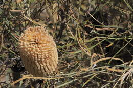 Image de Banksia lullfitzii C. A. Gardner