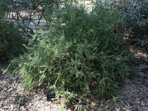 Imagem de Banksia laricina C. A. Gardner