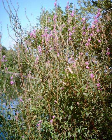 Image of Purple Loosestrife