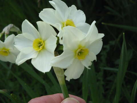 Image de Narcissus medioluteus Mill.