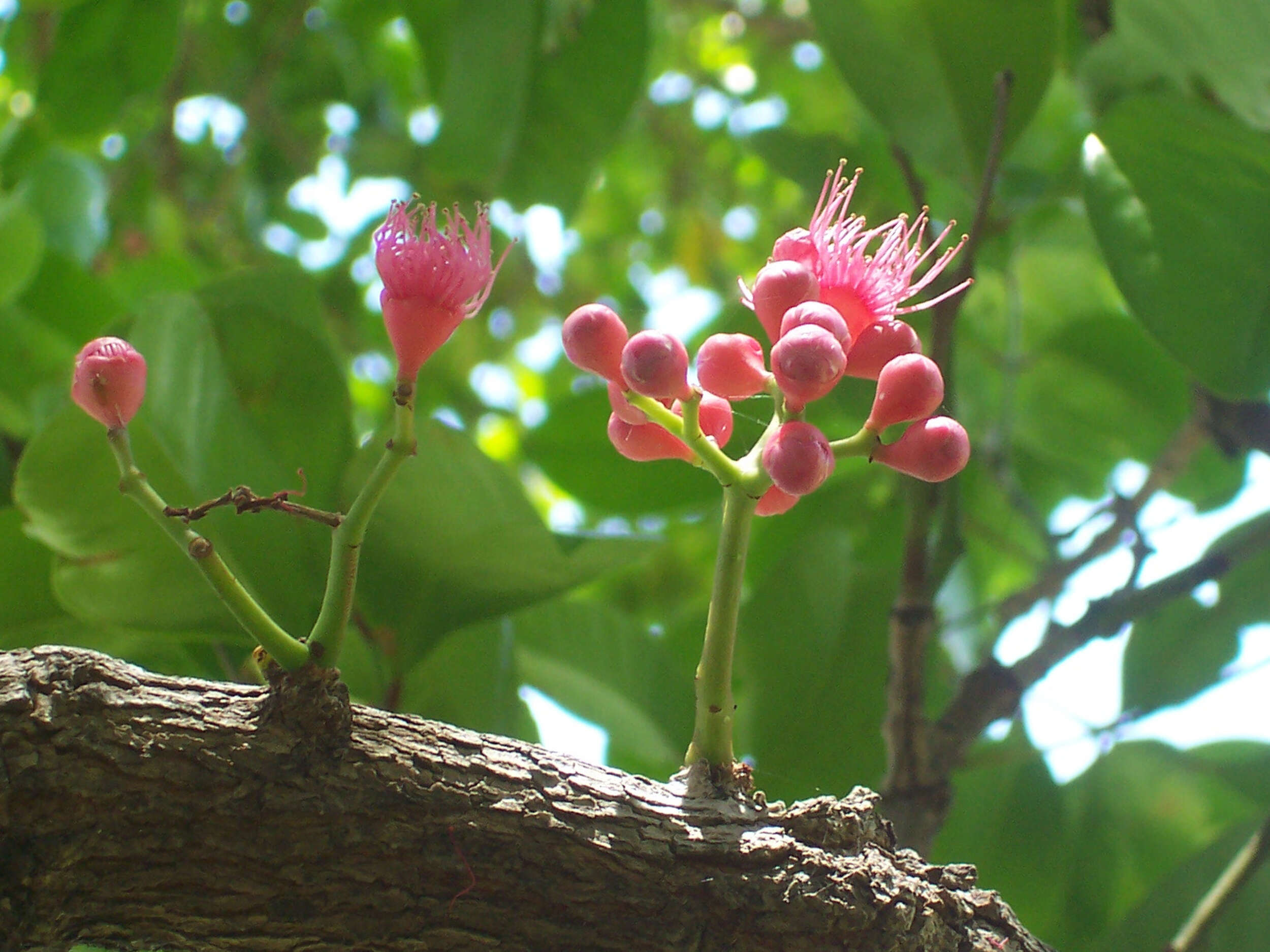 Image of Syzygium moorei (F. Müll.) L. A. S. Johnson