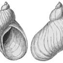 Image of Succinea antiqua