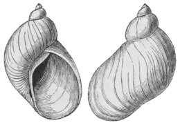 Image of Succinea antiqua