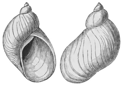 Image of Succinea antiqua