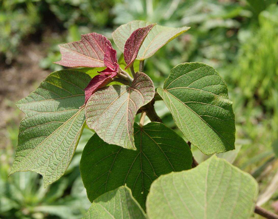 Image of Mallotus japonicus (L. fil.) Müll. Arg.