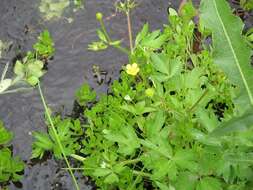 Image de Ranunculus macounii Britton