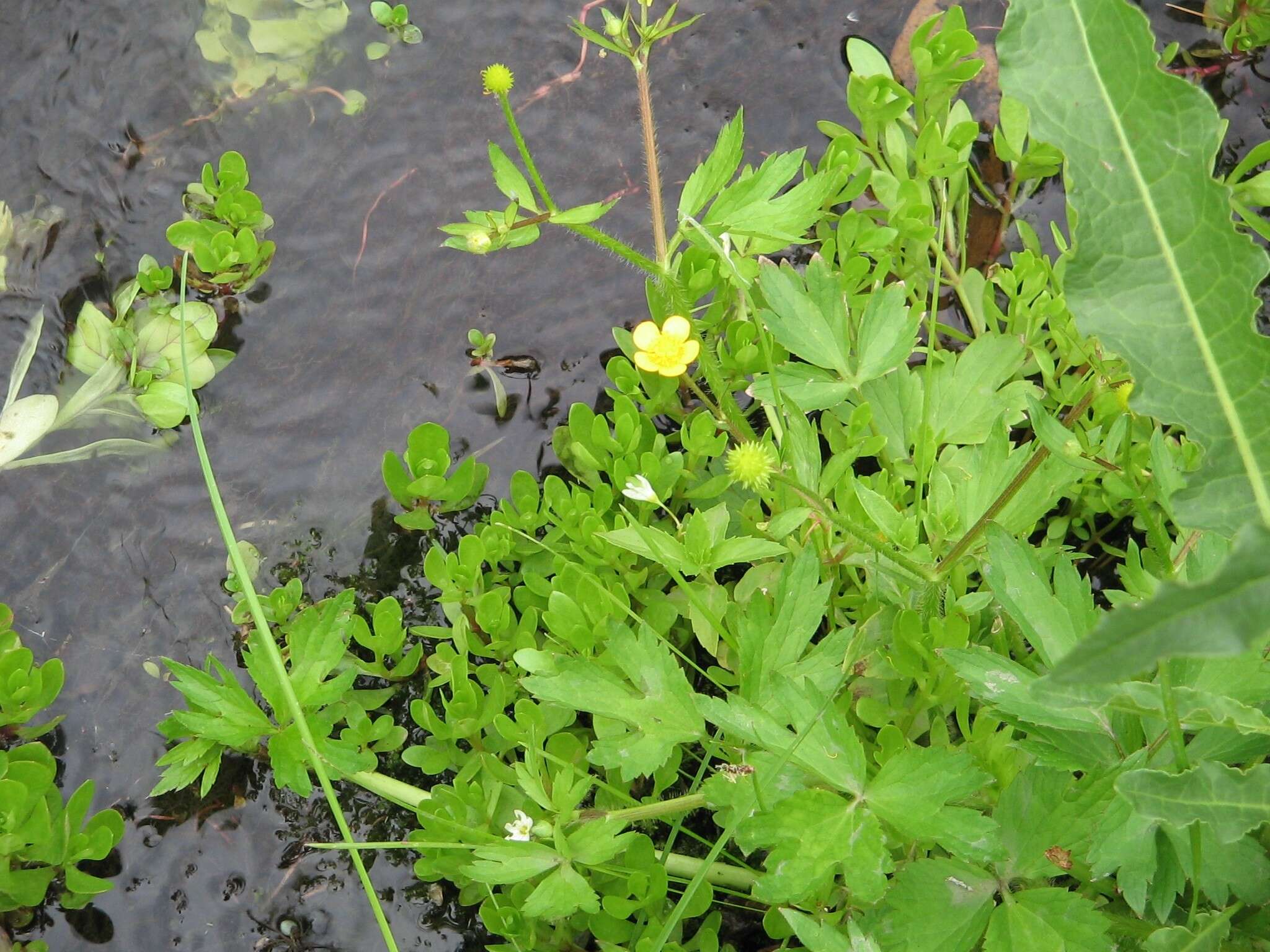 Image de Ranunculus macounii Britton