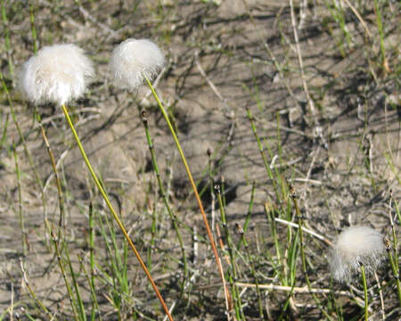 Image of Arctic cottongrass