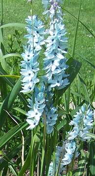 Image of Turquoise Ixia