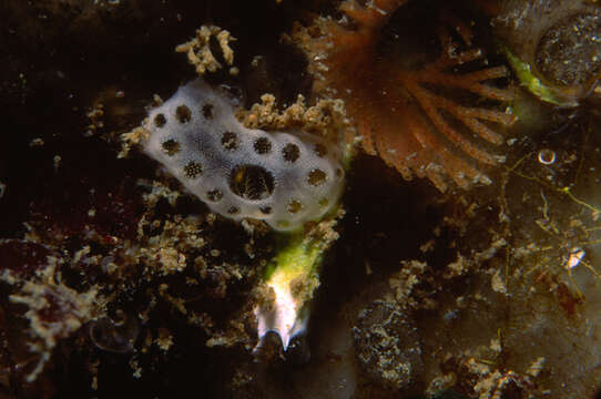 Image of Brown bryozoan