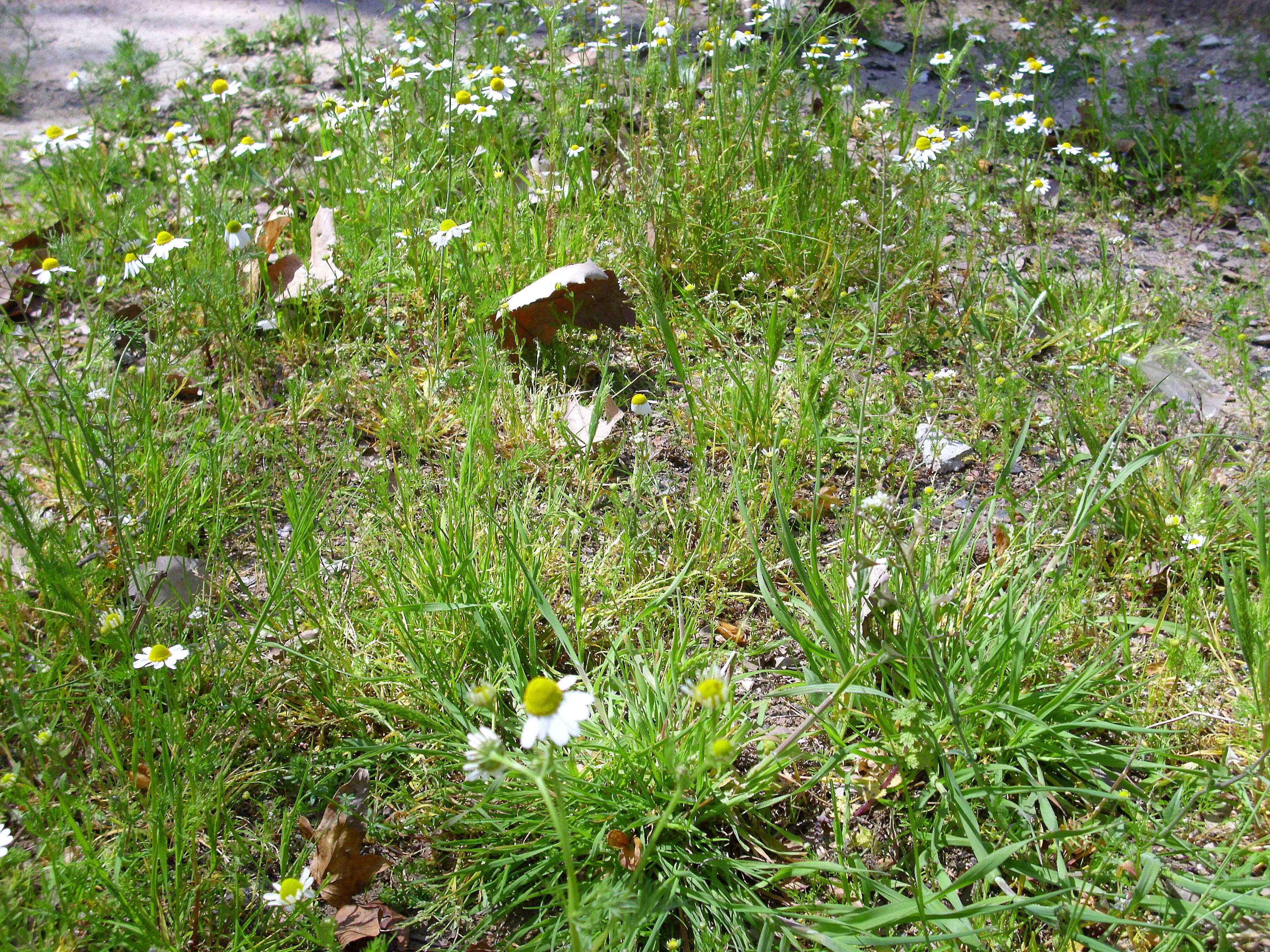 Image of False chamomile